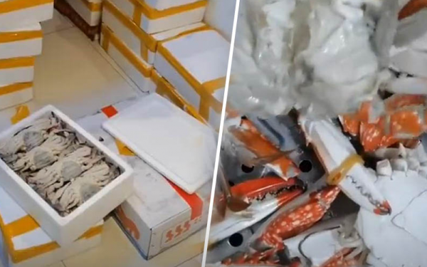 ชายจีนซื้อปู 30 ลัง พ่อค้าลดราคาให้ ดีใจคิดว่าคุ้ม พอลองนึ่ง รู้แล้วว่าโดนหลอก